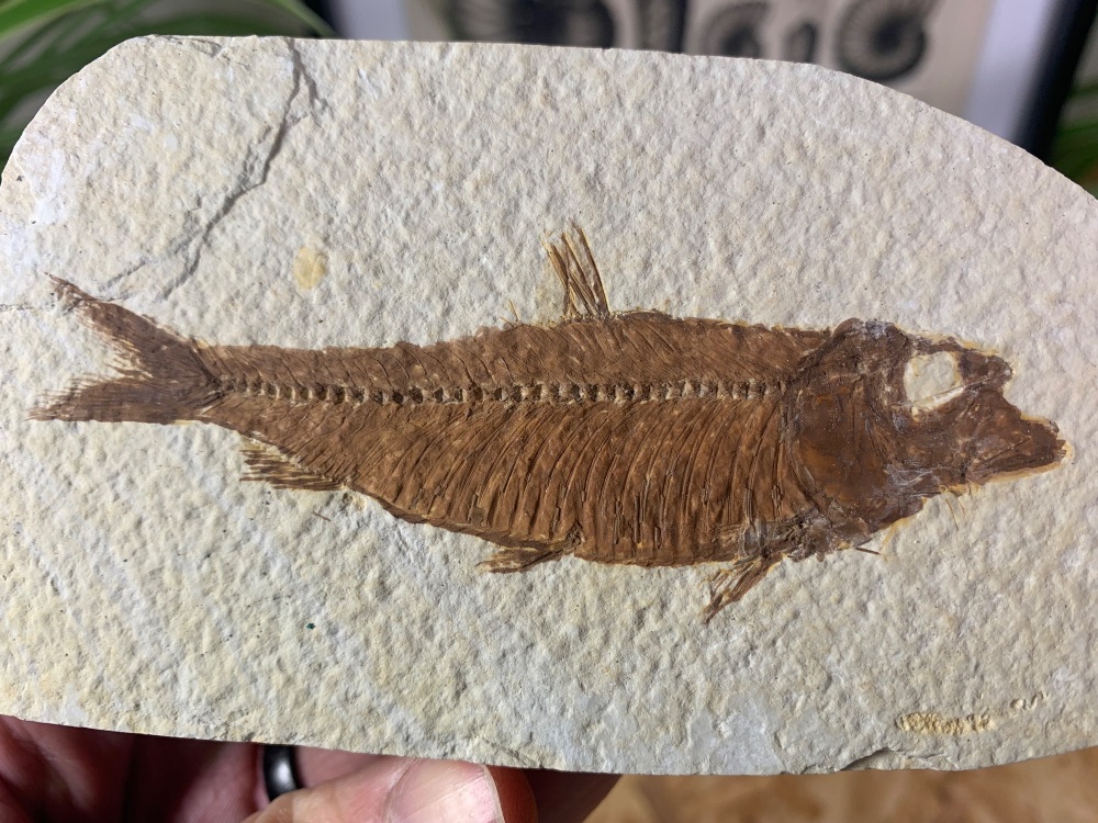 Fossil Fish, Green River Formation #17