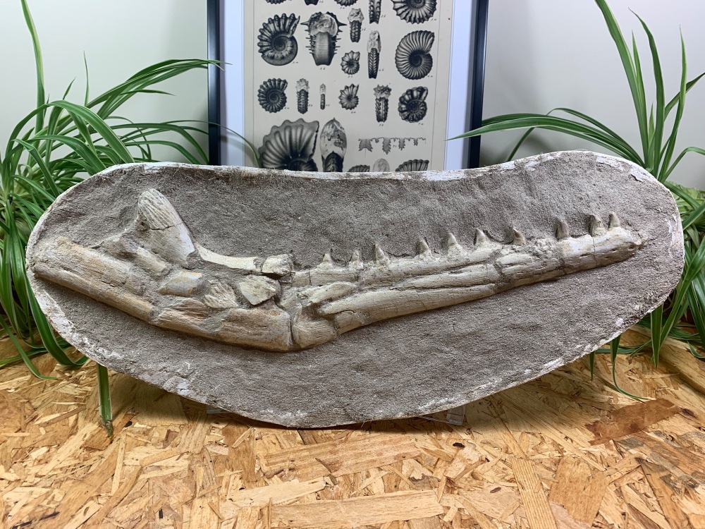 Mosasaur Jaw with Teeth (17.25 inch) #01