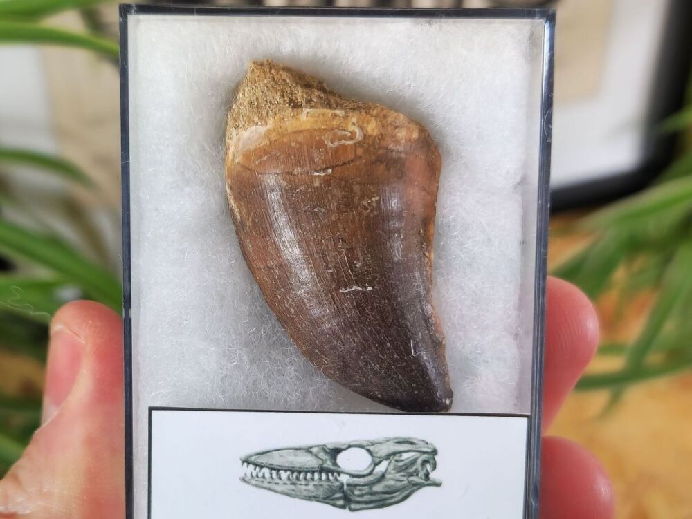 Mosasaur Tooth (1.92 inch) #03