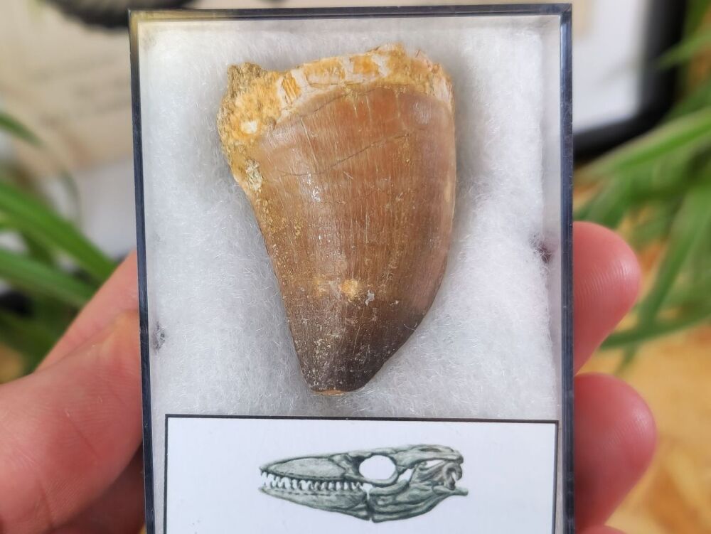 Mosasaur Tooth (1.53 inch) #08