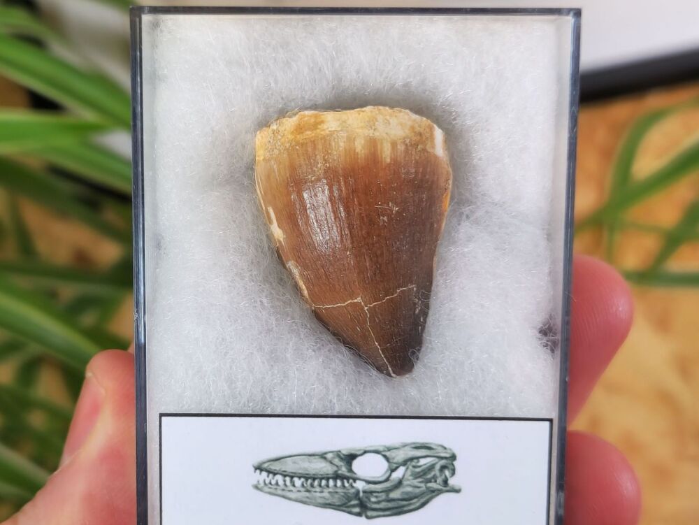 Mosasaur Tooth (1.25 inch) #10
