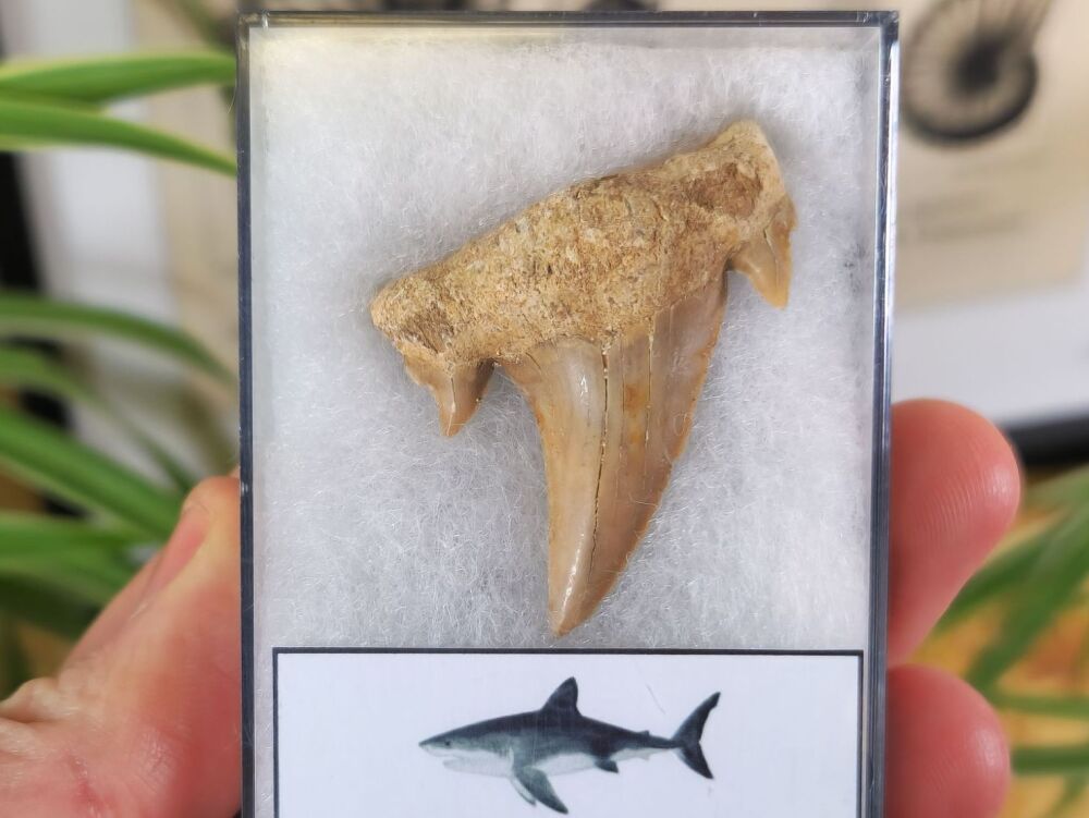 Otodus obliquus Shark Tooth (1.85inch) #06
