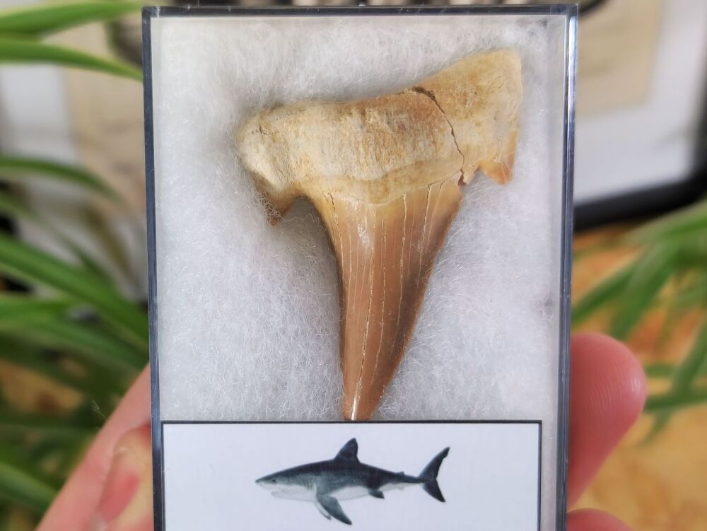 Otodus obliquus Shark Tooth (2.12inch) #08