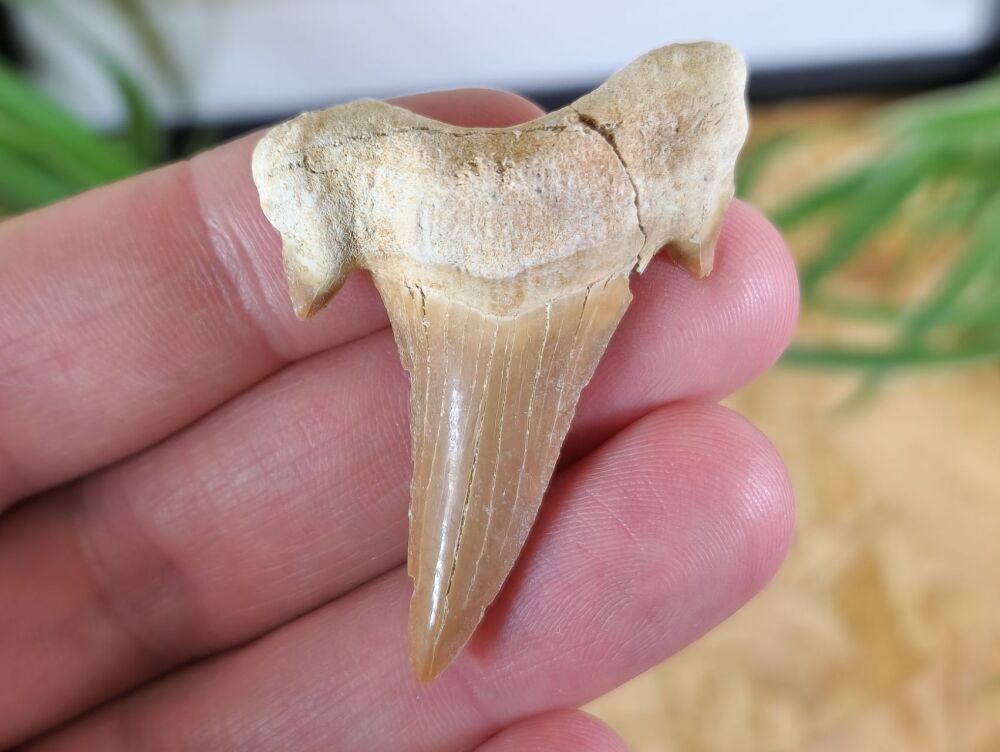 Otodus obliquus Shark Tooth (2.12inch) #08
