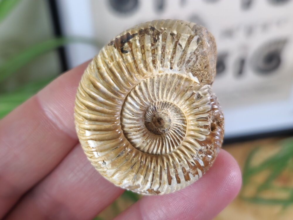 Polished Perisphinctes Ammonite - 4.6CM #02