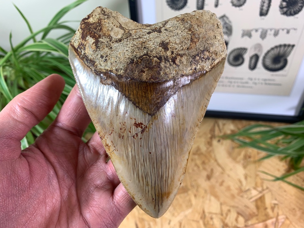 Megalodon Tooth, Indonesia - 5.25 inch #01