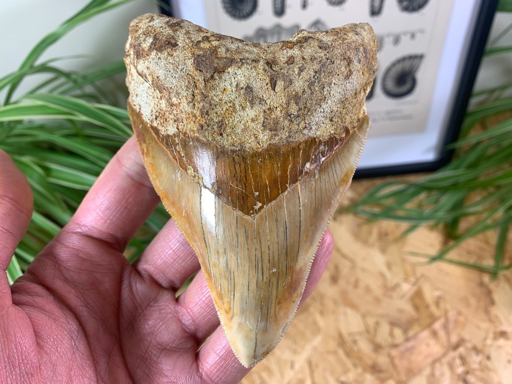 Megalodon Tooth, Indonesia - 4.69 inch #02