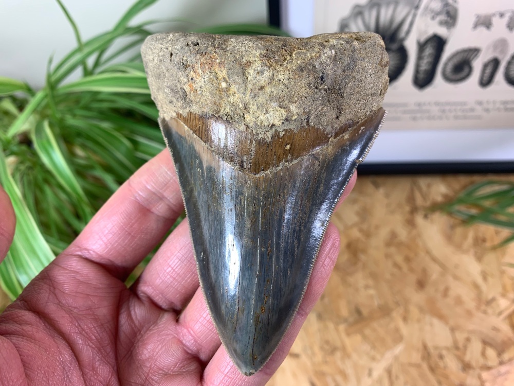 Megalodon Tooth, Indonesia - 4.19 inch #03