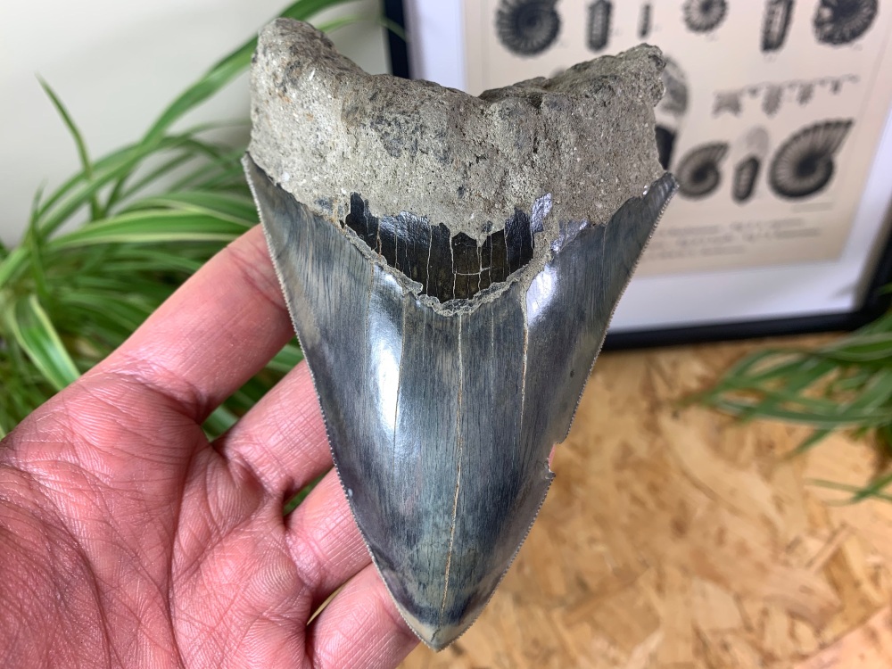 Megalodon Tooth, Indonesia - 5 inch #04