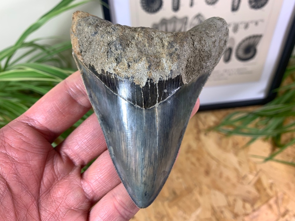 Megalodon Tooth, Indonesia - 4.25 inch #05