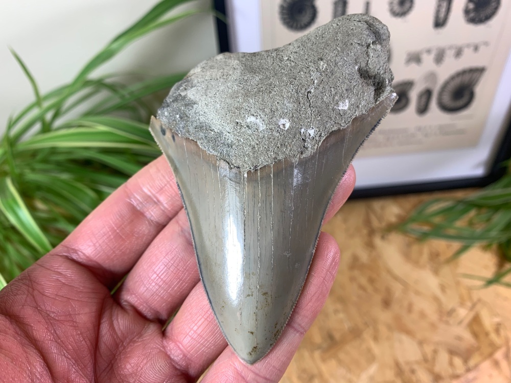 Megalodon Tooth, Indonesia - 4.06 inch #06