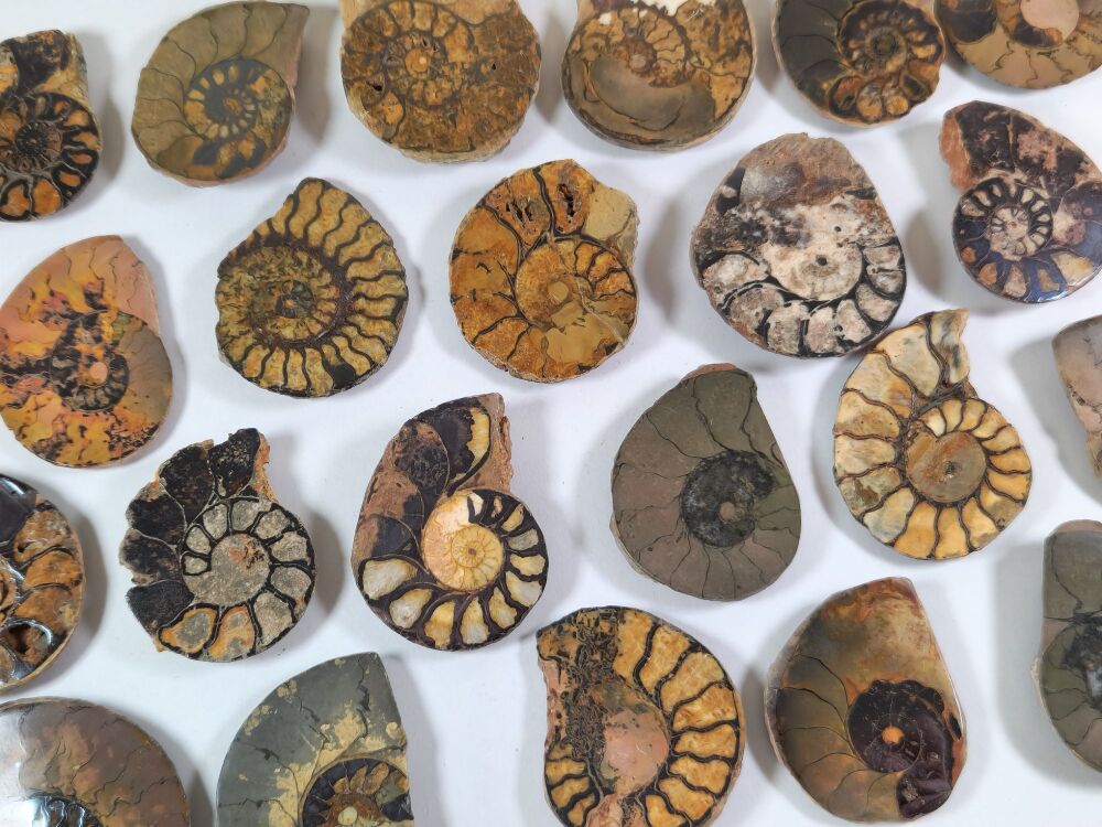 Cut & Polished Haematite Ammonite (half)