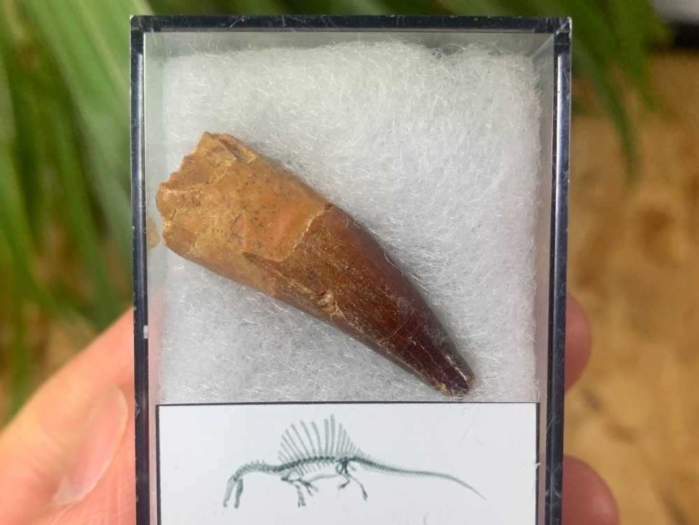 Spinosaurus Tooth - 1.31 inch #SP01