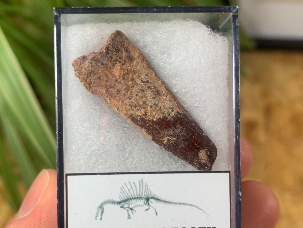 Spinosaurus Tooth - 1.47 inch #SP03