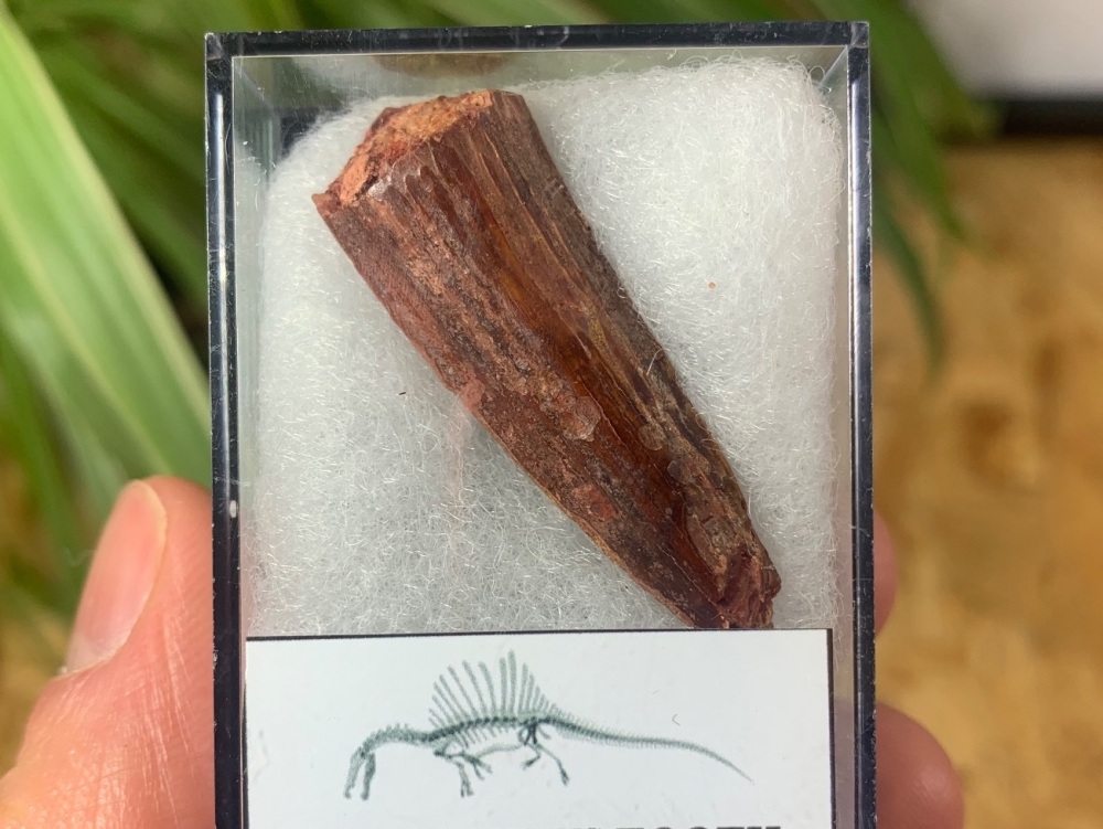 Spinosaurus Tooth - 1.5 inch #SP04