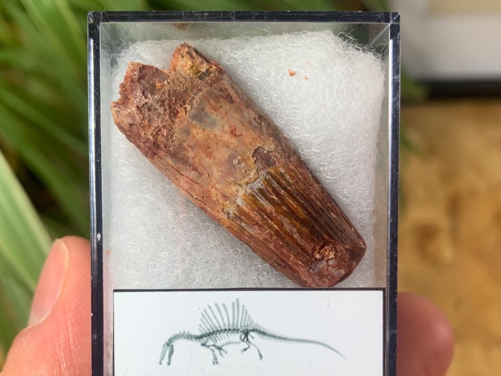 Spinosaurus Tooth - 1.53 inch #SP06