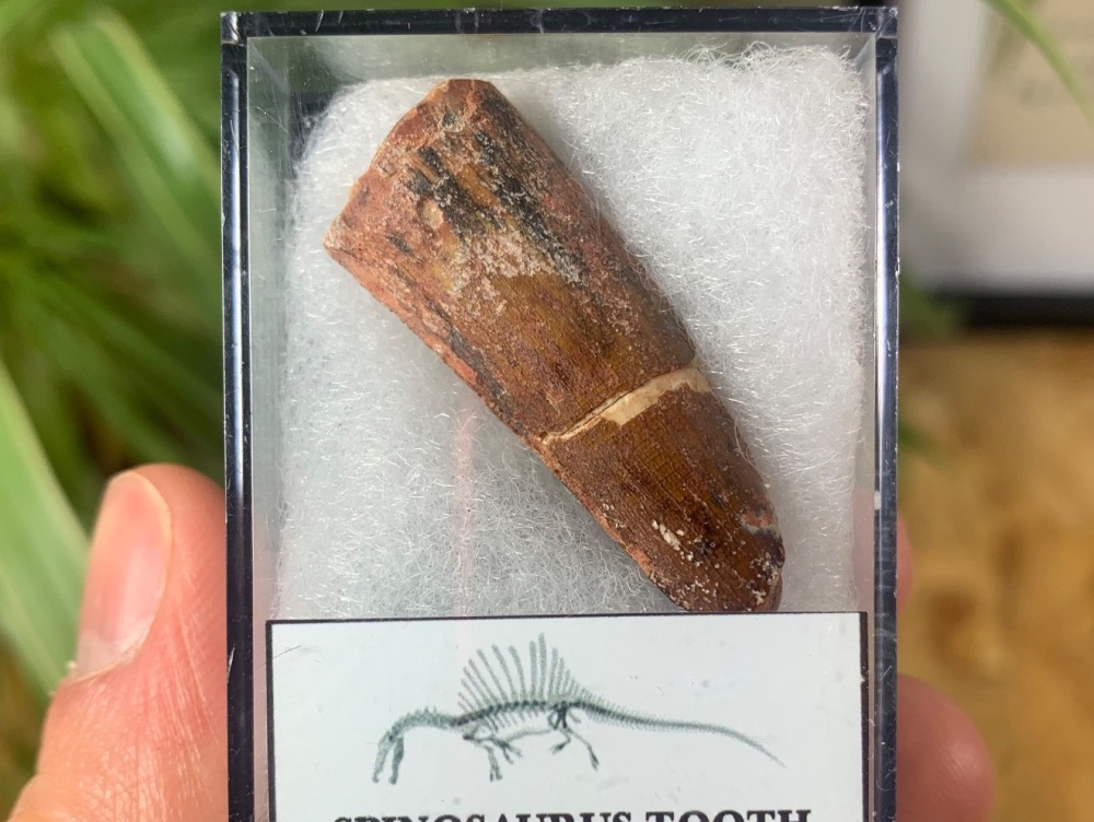 Spinosaurus Tooth - 1.47 inch #SP08
