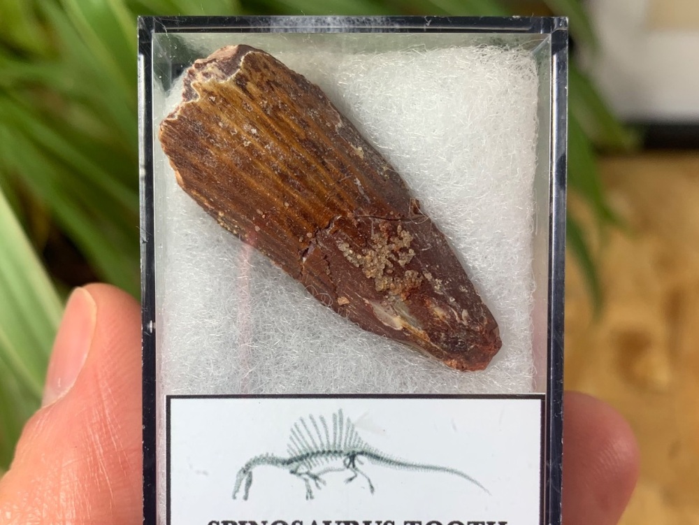 Spinosaurus Tooth - 1.5 inch #SP10