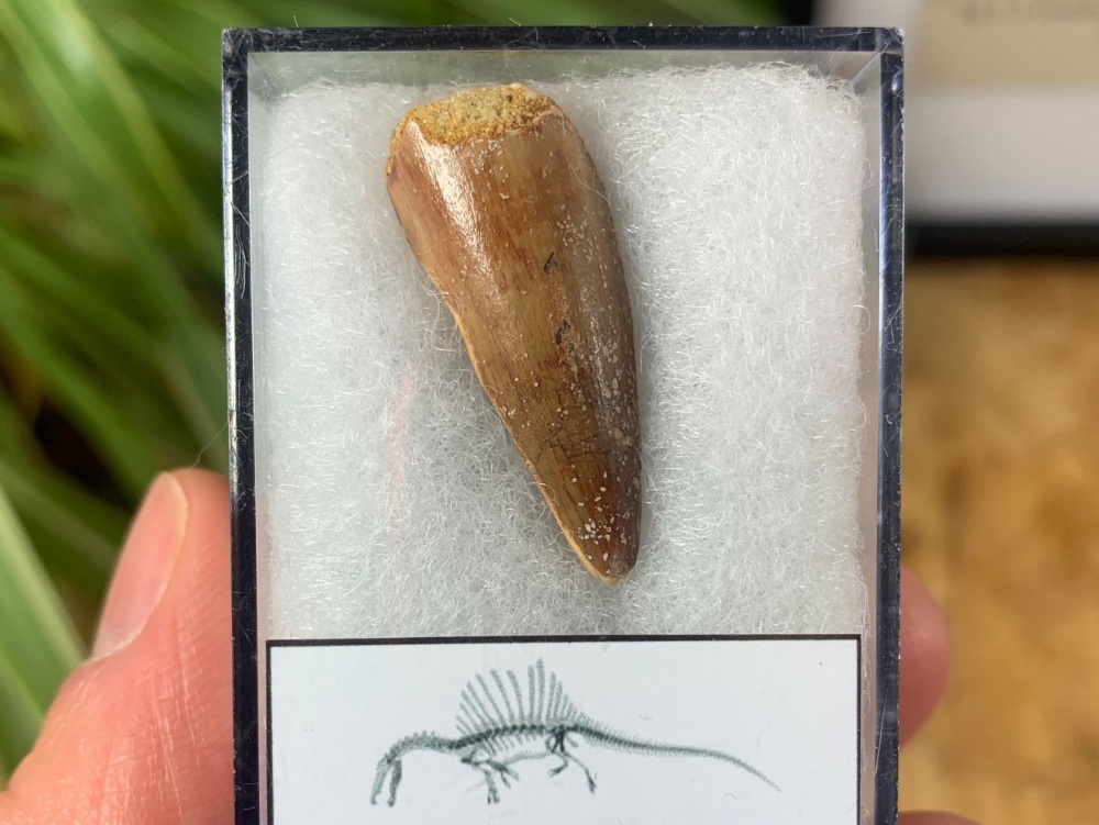 Spinosaurus Tooth - 1.13 inch #SP11