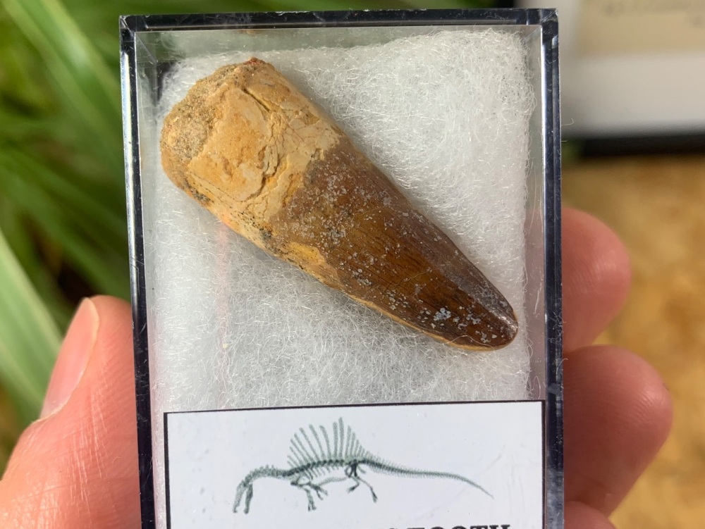 Spinosaurus Tooth - 1.5 inch #SP14