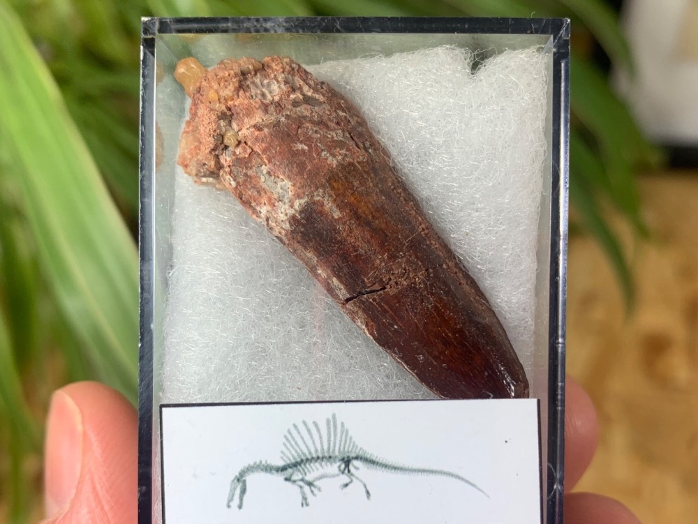 Spinosaurus Tooth - 1.47 inch #SP15