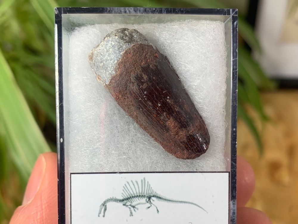 Spinosaurus Tooth - 1.25 inch #SP16