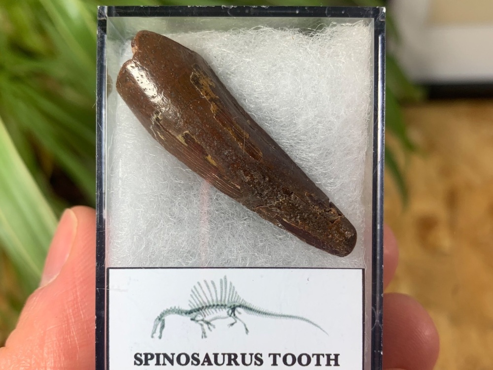 Spinosaurus Tooth - 1.63 inch #SP17
