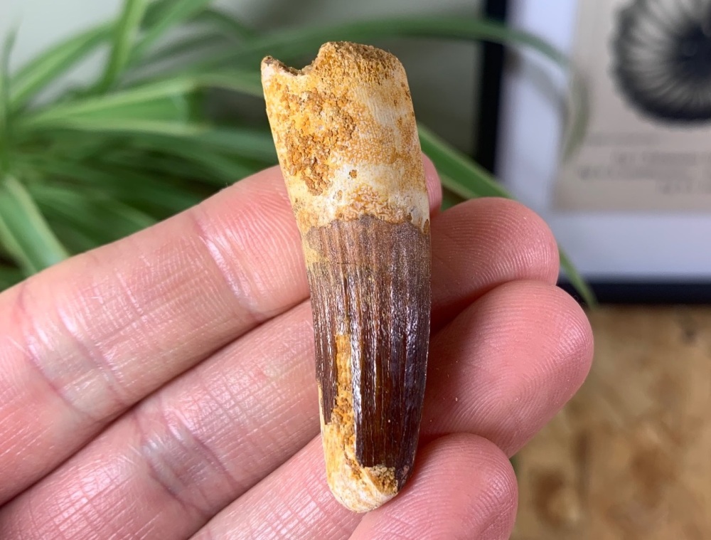 Spinosaurus Tooth - 1.91 inch #SP18