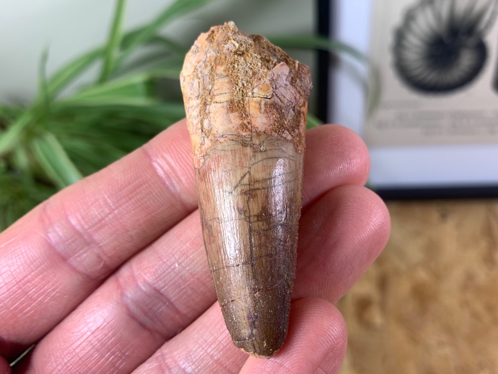 Spinosaurus Tooth - 2.25 inch #SP19