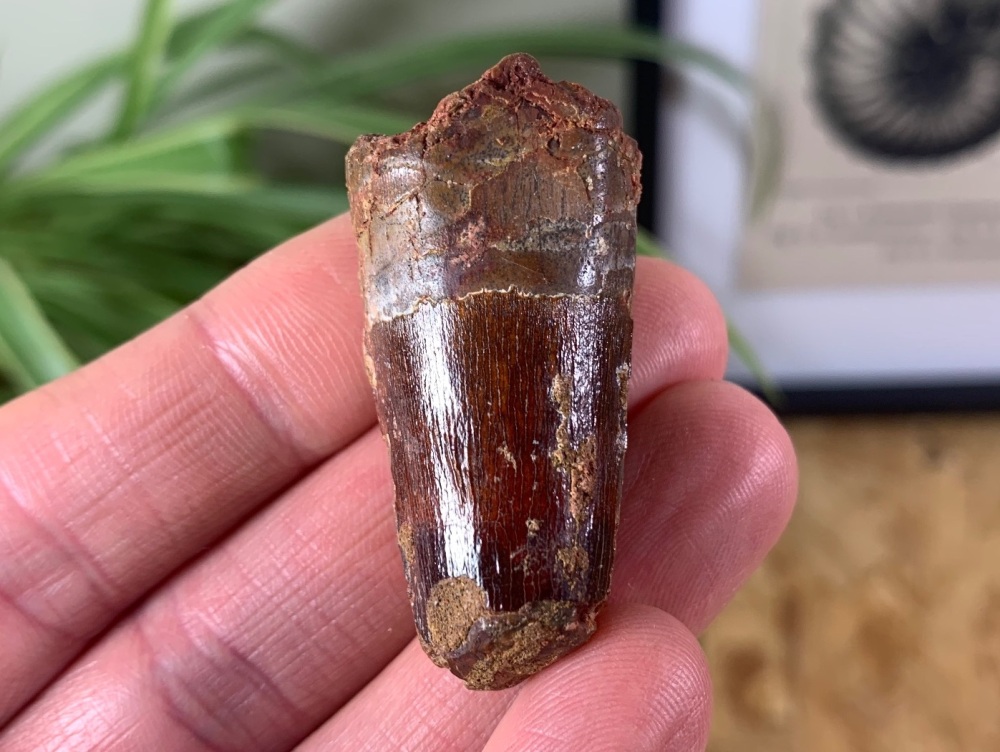 Spinosaurus Tooth - 1.75 inch #SP20