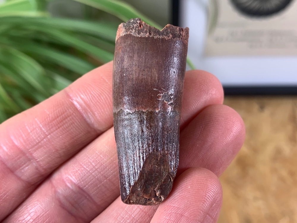 Spinosaurus Tooth - 1.72 inch #SP21