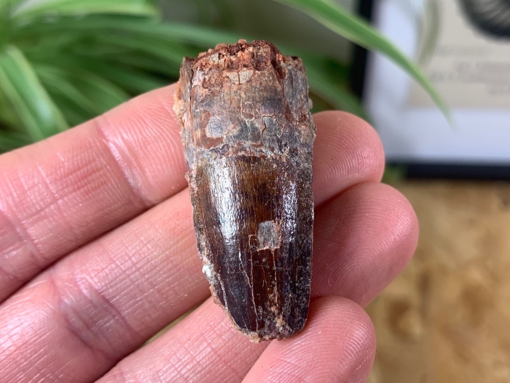 Spinosaurus Tooth - 1.56 inch #SP22