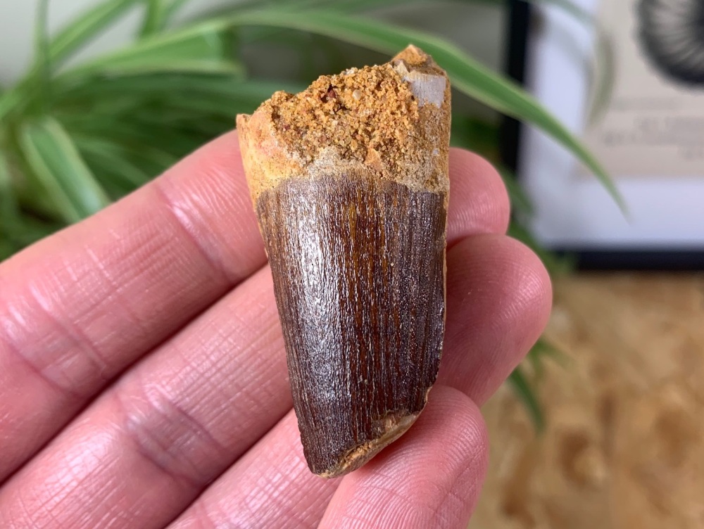 Spinosaurus Tooth - 1.63 inch #SP24
