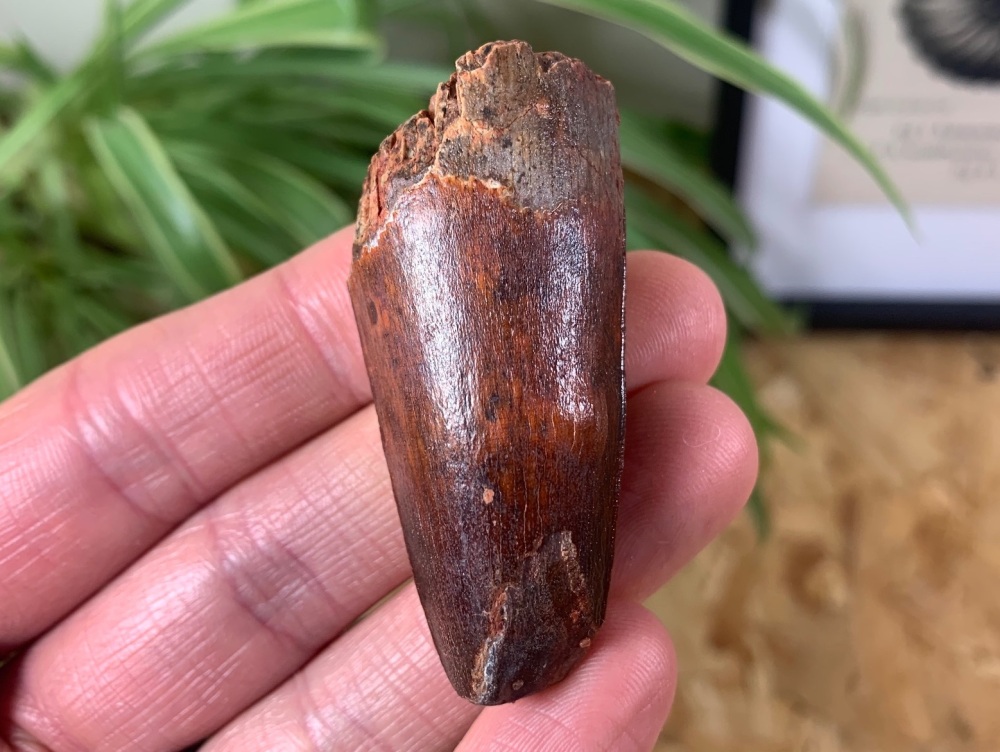 Spinosaurus Tooth - 2.13 inch #SP25