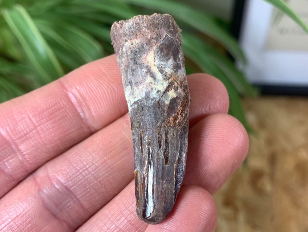 Spinosaurus Tooth - 1.81 inch #SP26