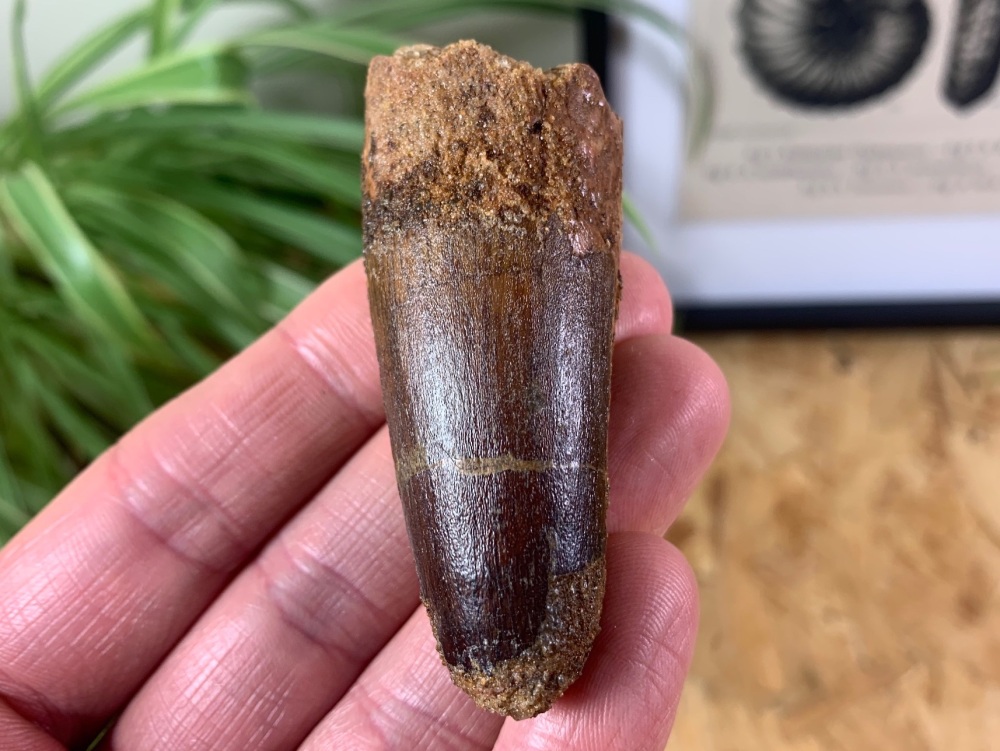 Spinosaurus Tooth - 2.5 inch #SP27