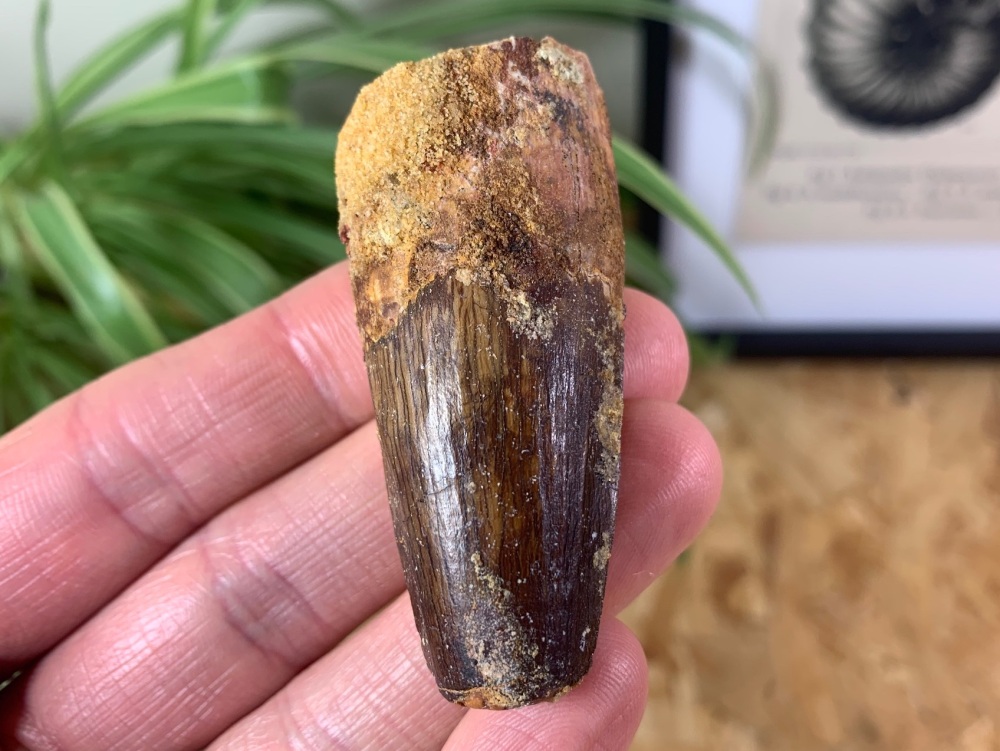 Spinosaurus Tooth - 2.31 inch #SP28