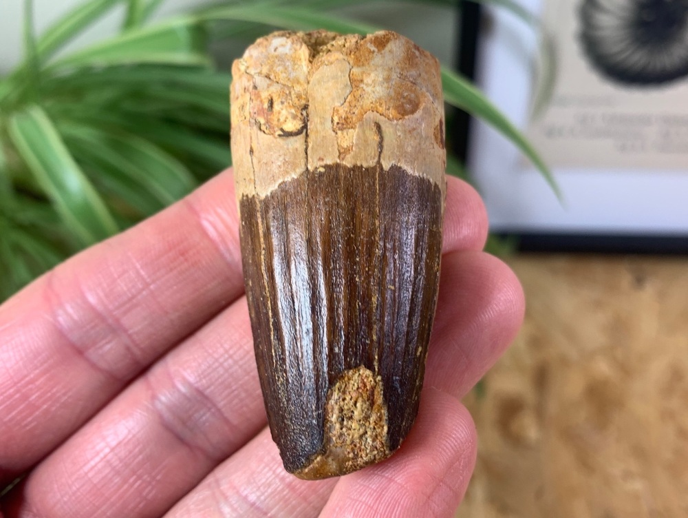 Spinosaurus Tooth - 2.19 inch #SP29
