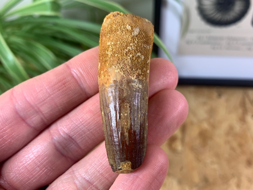 Spinosaurus Tooth - 2.13 inch #SP30