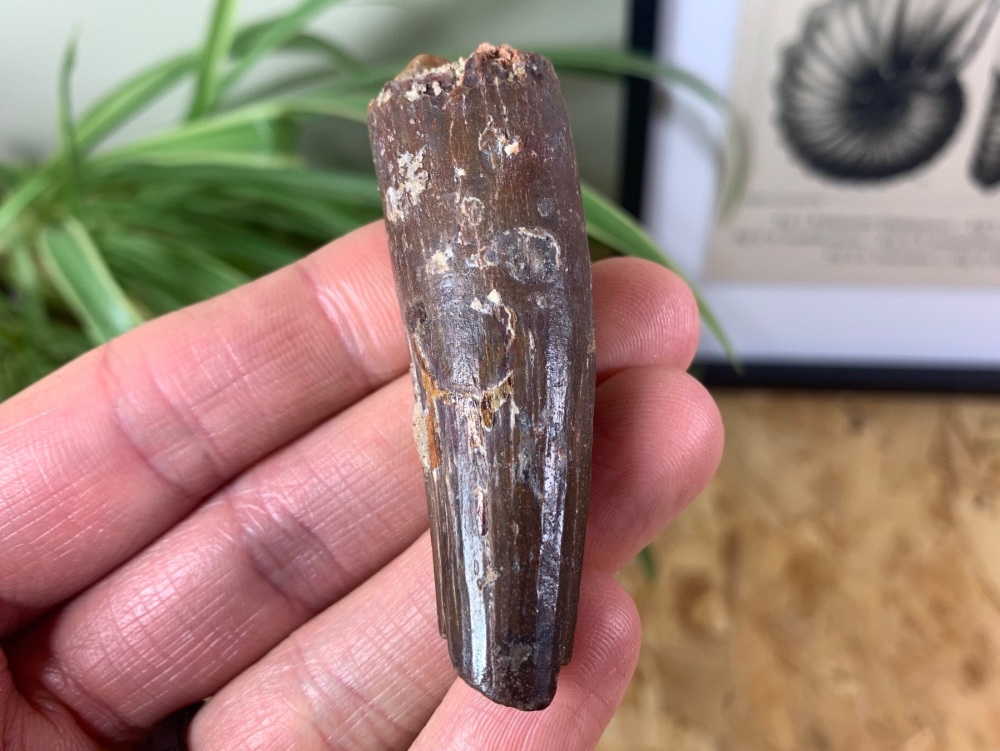 Spinosaurus Tooth - 2.38 inch #SP31