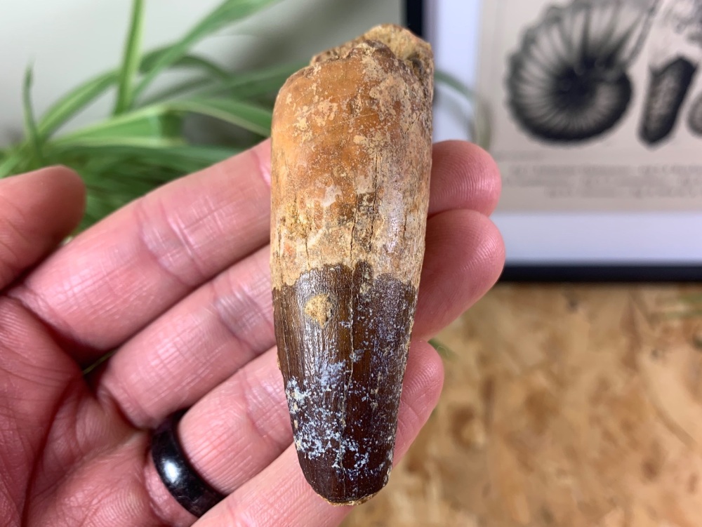 Spinosaurus Tooth - 3.13 inch #SP32
