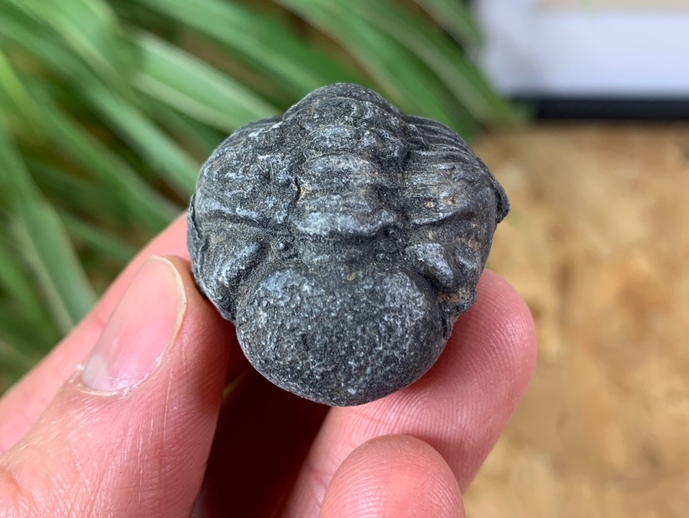 Phacopsid Trilobite #02