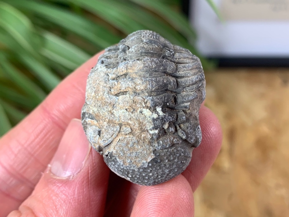 Phacopsid Trilobite #05