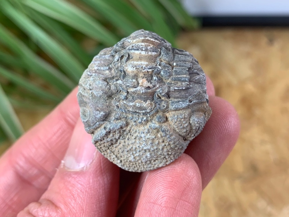 Phacopsid Trilobite #11