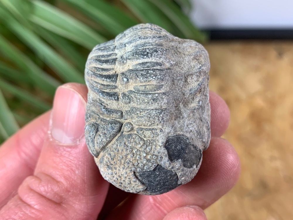 Phacopsid Trilobite #12