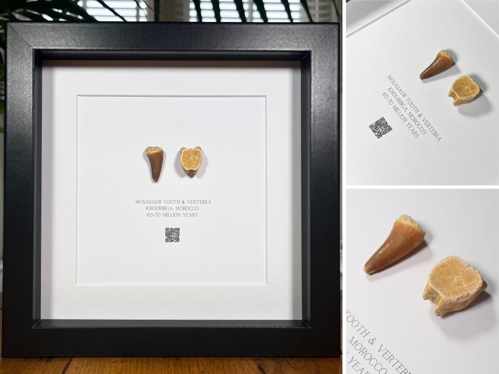 Mosasaur Tooth & Vertebra in Frame