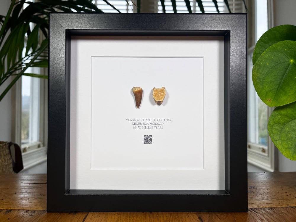 Mosasaur Tooth & Vertebra in Frame