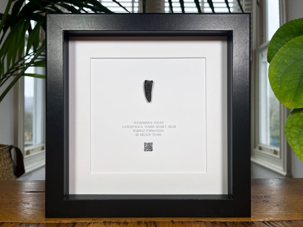 Suchomimus Tooth in Frame