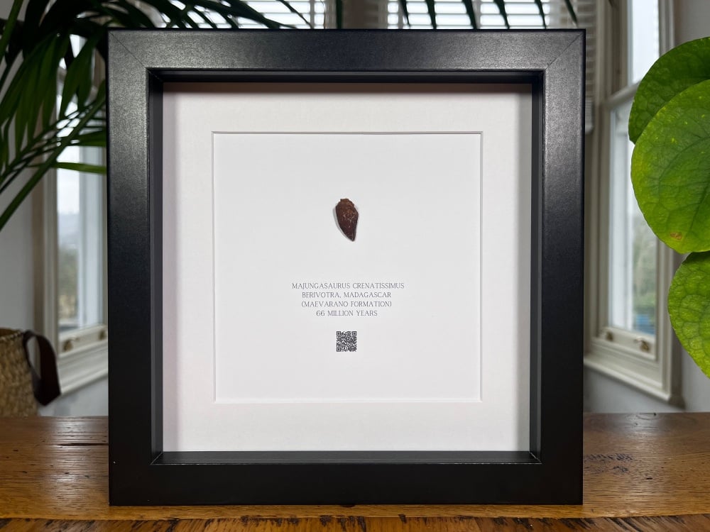 Majungasaurus Tooth in Frame