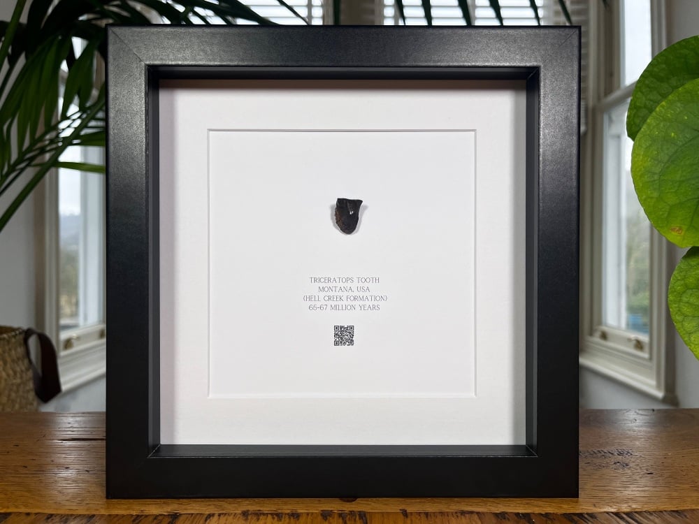 Triceratops Tooth in Frame